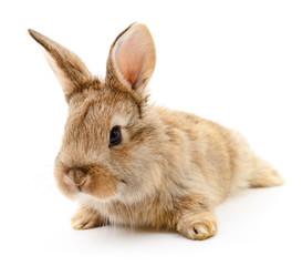 Brown rabbit on white.