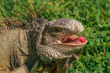 Взгляд рептилии