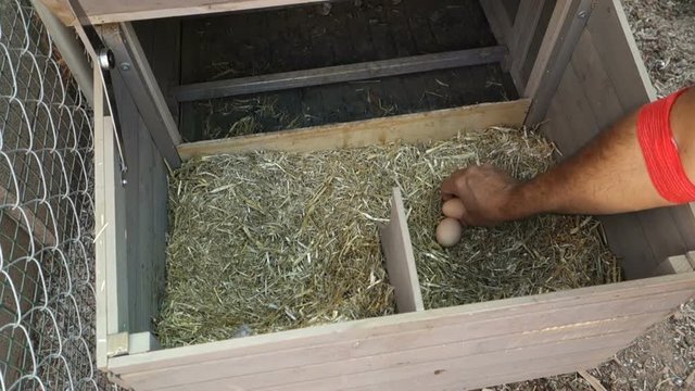 A farmer reaches in and collects eggs from the chicken coop.  	