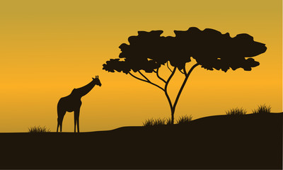 Fototapeta na wymiar silhouettes of Giraffes and trees on Safari