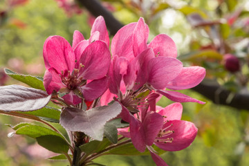Цветок яблони в саду
