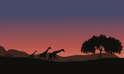 Fototapeta na wymiar Sunset at Safari and Giraffes Family