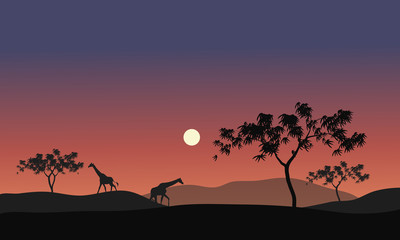 Silhouette illustration of giraffes