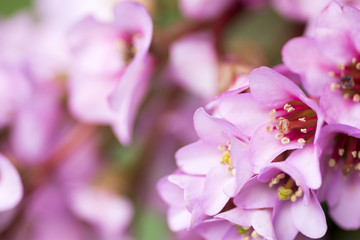 Fototapeta na wymiar ヒマラヤユキノシタの花のアップ