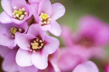 ヒマラヤユキノシタの花のアップ