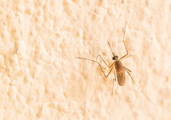 mosquito on the wall