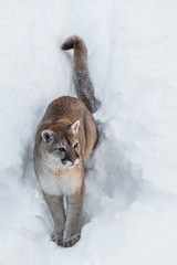 cougar zittend in de sneeuw