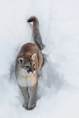 Crédence en verre imprimé Puma puma assis dans la neige