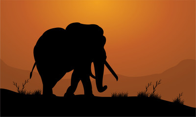 Fototapeta na wymiar Elephant in the field of silhouette