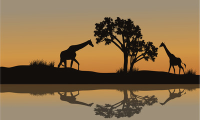 Giraffe at sunset scenery