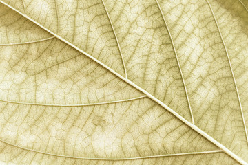 Leaf pattern for texture and background (Vintage tone).