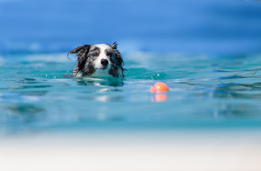 Australian border collie swims with a toy in a pool in summer. - obrazy, fototapety, plakaty