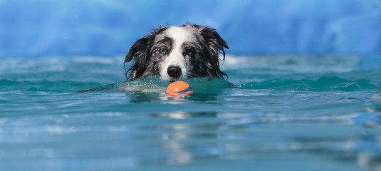 Australian border collie swims with a toy in a pool in summer.