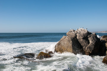 Seagulls on the rocks in front of the waves of Pacific ocean, Matanzas, Chile.