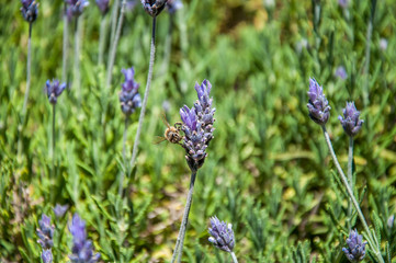 Obraz premium Honey bee on the blue flower bud, Chile.