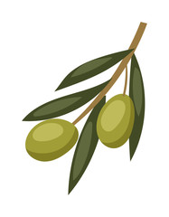 Olive branch with green olives on a white background healthy organic mediterranean fruit vector illustration