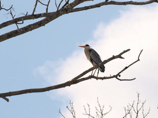 樹上のアオサギ