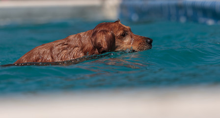Golden retriever swims with a toy in a pool in summer. © SailingAway