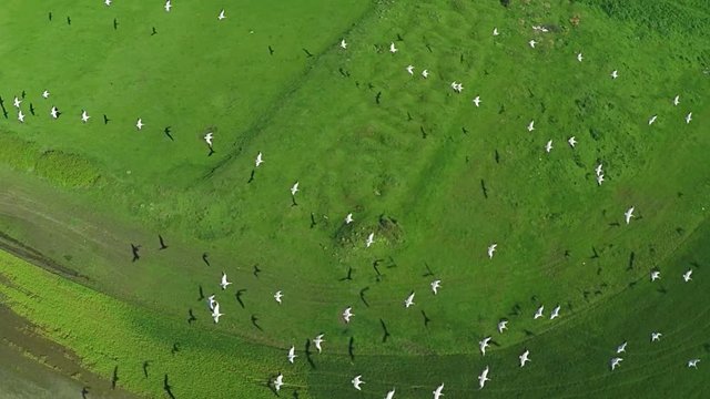 Aerial view flying Flock of Pelicans, Slow motion 120 fps. Large flock of birds Great white Pelicans flying above the lake, ponds and small village in country side, morning light