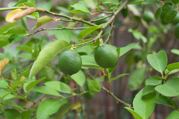 Green lemon on branch