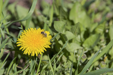 One flower of a dandelion on green grass with bee