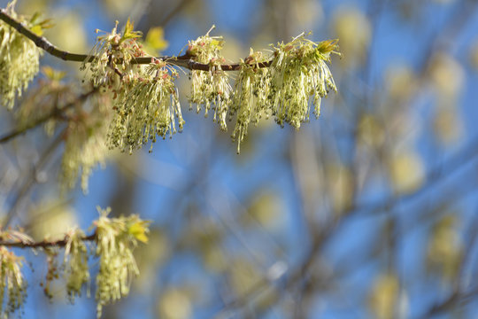 Young leaves and catkins on a branch in spring 