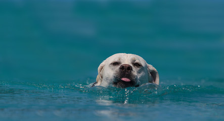 Yellow Labrador retriever swims with a toy in a pool in summer. © SailingAway