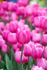 Tulips