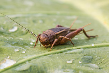 Cricket on green leaf