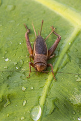 Cricket on green leaf