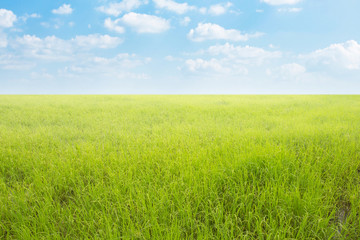 Obraz na płótnie Canvas Nature landscape with rice field and cloudy sky background 