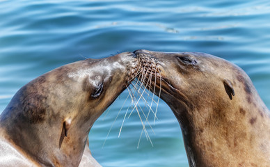 Fototapeta premium Dwa kalifornijskie lwy morskie dzielą się uczuciem w Santa Cruz w Kalifornii