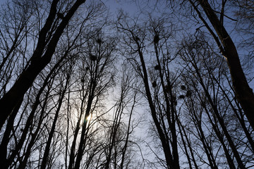 The tall trees against the sky