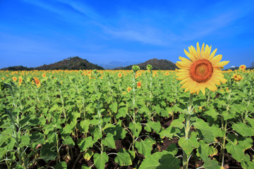 Sunflower in focus in the garden (Selective focus) in Lopburi, Thailand