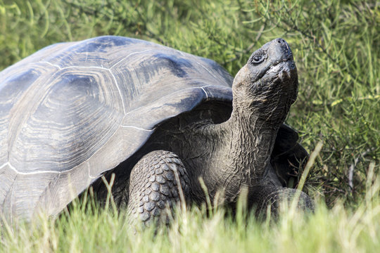 A massive tortoise resting on an uninhabited Galapagos island. 