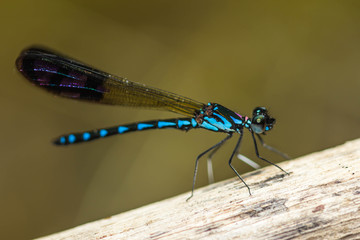 Damsel Flies at water fall