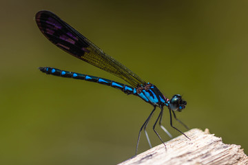 Damsel Flies at water fall