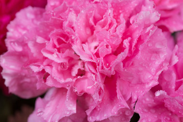 pink Carnations flower with water drop