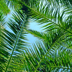 Fototapeta na wymiar background of palm leaves and blue sky