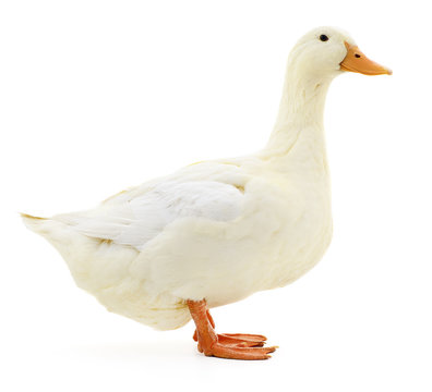 White duck on white.