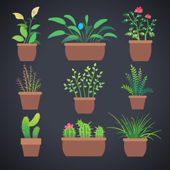 House plants, flowers in pots. Vector home flowers in pots with green leaves