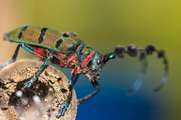 beetle (Diastocera wallichi tonkinensis) on nature background