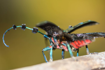 beetle (Diastocera wallichi tonkinensis) on nature background