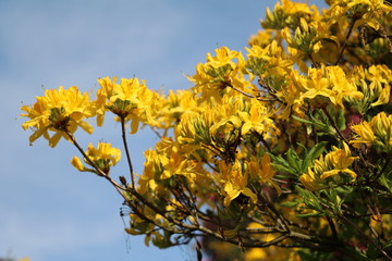 Obraz premium yellow azalea blossoms, Italy