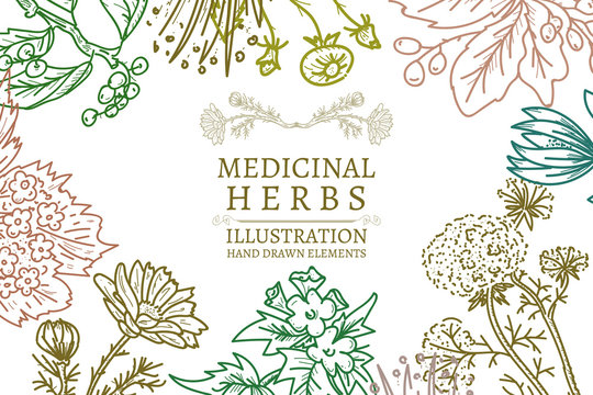 Hand drawn herbs medicinal herbs sketch vintage