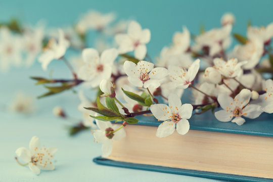 Fototapeta Cherry blossoms and old book on turquoise background, beautiful spring flower, vintage card, selective focus