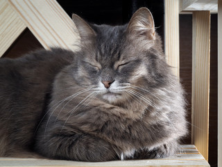 Cat sleeping on a planed wood. Portrait of a big gray cat. Cat fluffy, furry