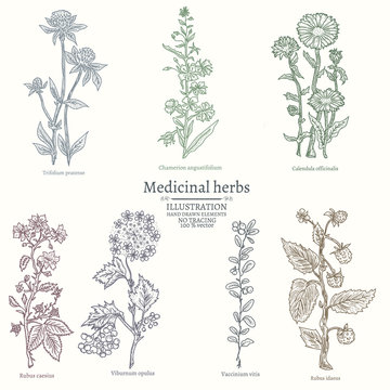 Medical herbs collection of medicinal plants