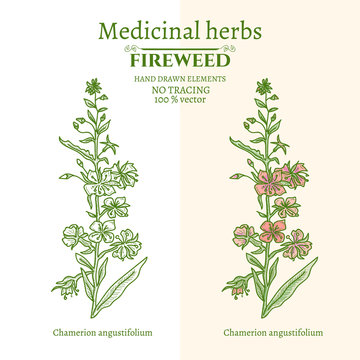 Willow-herb fireweed hand drawn