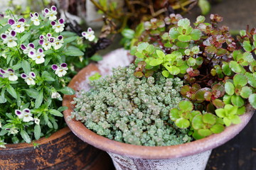 多肉植物　花壇　花　